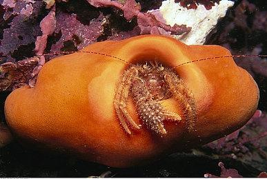 《原神》移动端国内收入超50亿美元 游戏太吸引人了